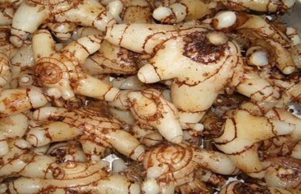 種植白芨賺錢(qián)嗎(白芨種植市場(chǎng)價(jià)格和投資效益) 種植白芨賺錢(qián)嗎(白芨種植市場(chǎng)價(jià)格和投資效益)