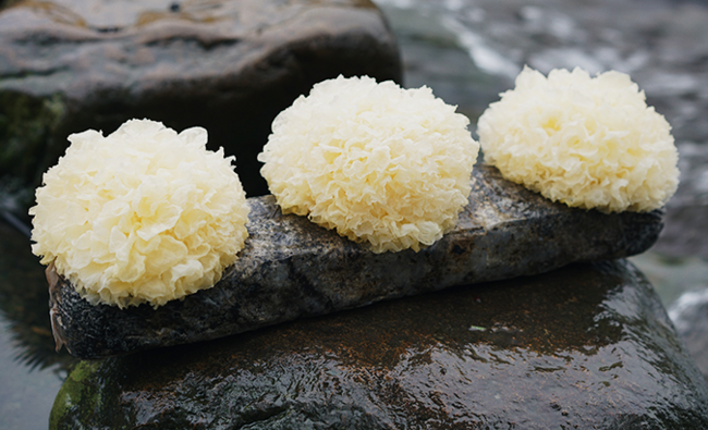 白木耳是銀耳嗎(白木耳和銀耳的區別) 白木耳是銀耳嗎(白木耳和銀耳的區別)