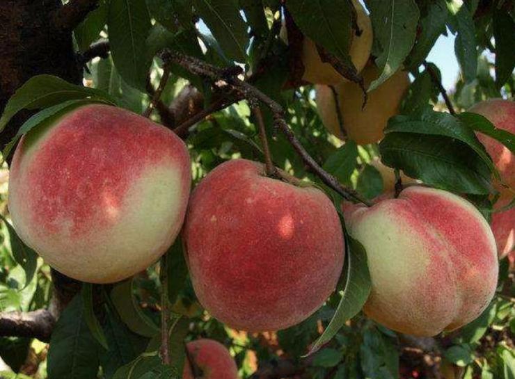 冬天成熟的水果有哪些(冬季生長的6種應季成熟水果) 冬天成熟的水果有哪些(冬季生長的6種應季成熟水果)