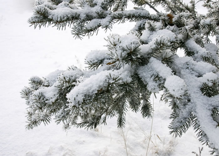 四季常青的樹木有哪幾種(10種四季常青的樹木) 四季常青的樹木有哪幾種(10種四季常青的樹木)