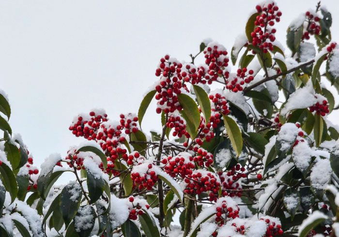四季常青的樹木有哪幾種(10種四季常青的樹木) 四季常青的樹木有哪幾種(10種四季常青的樹木)