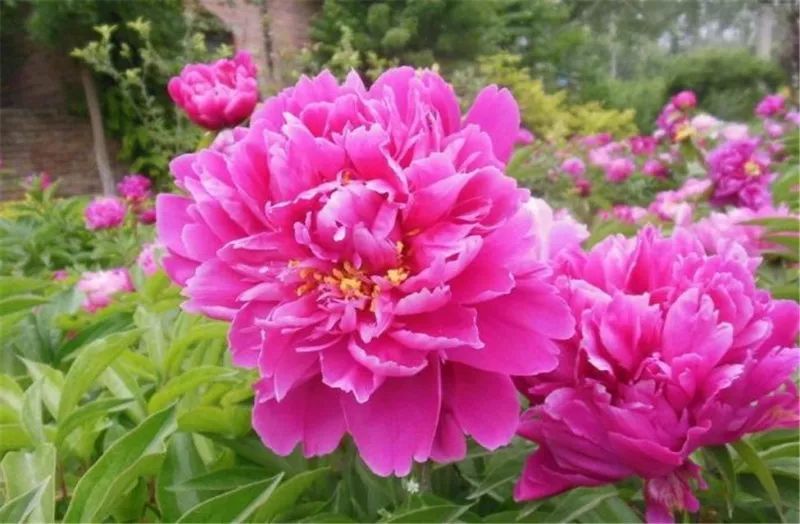 芍藥是什么植物(芍藥花的特點) 芍藥是什么植物(芍藥花的特點)