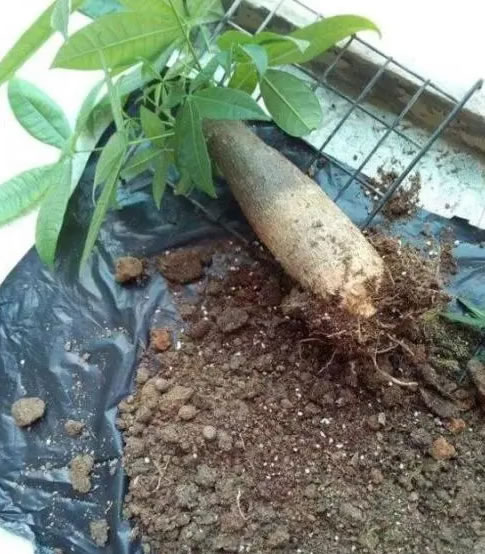 發財樹的葉子發黃干枯掉落什么原因(發財樹的正確養法) 發財樹的葉子發黃干枯掉落什么原因(發財樹的正確養法)