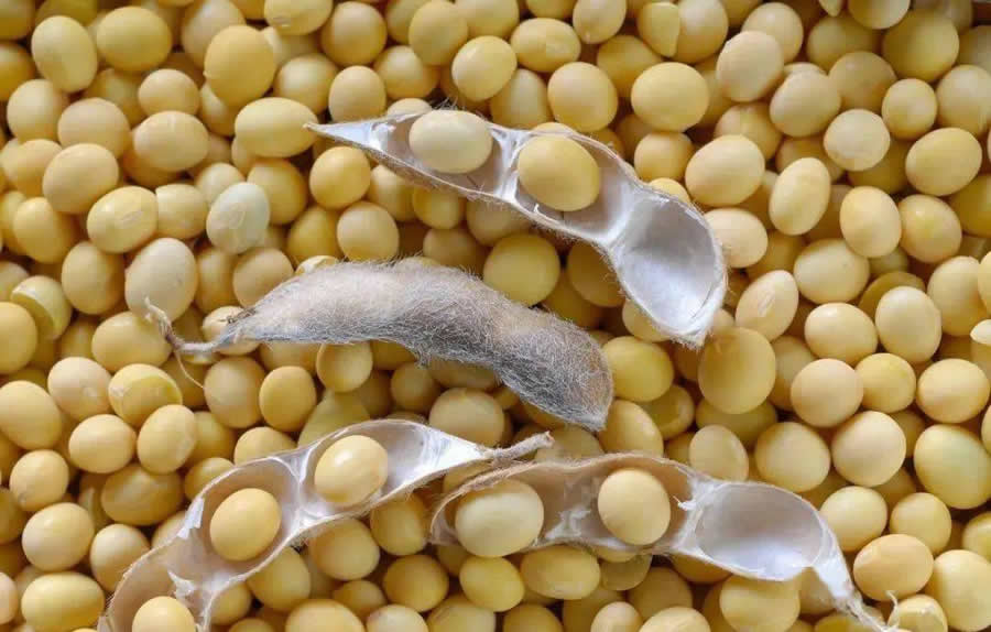 大豆屬于什么植物(大豆的植物分類) 大豆屬于什么植物(大豆的植物分類)