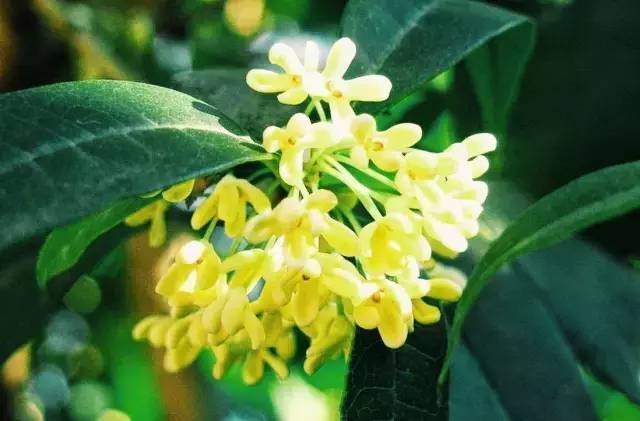 桂花產地在哪里(桂花的生長環境) 桂花產地在哪里(桂花的生長環境)