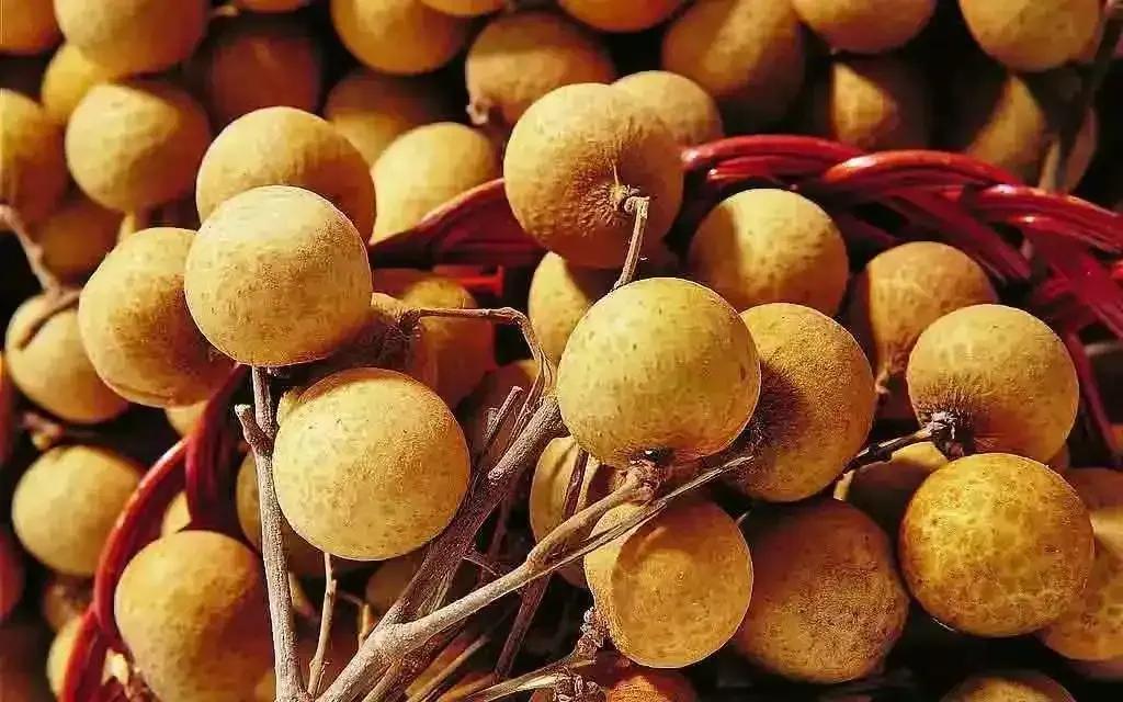 龍眼產地在哪里（十大優(yōu)質龍眼產地）