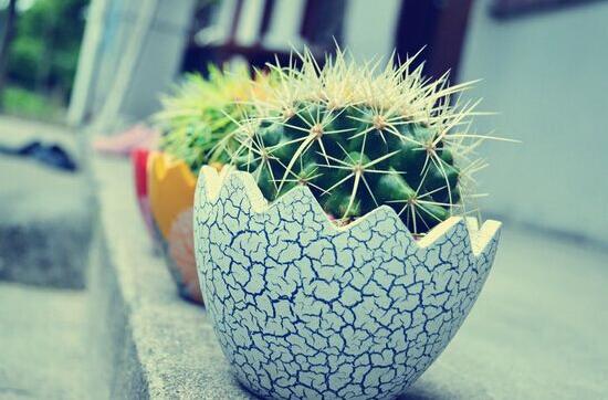 仙人球有毒嗎(被仙人球扎了怎么辦) 仙人球有毒嗎(被仙人球扎了怎么辦)