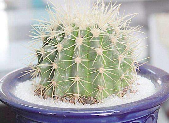 仙人球有毒嗎(被仙人球扎了怎么辦) 仙人球有毒嗎(被仙人球扎了怎么辦)