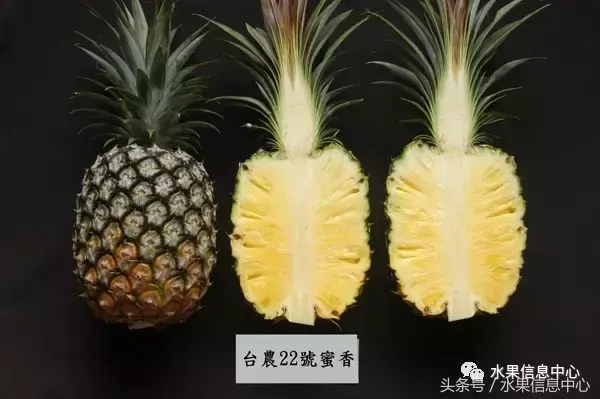 菠蘿的產地有哪些地方（菠蘿的產地和品種介紹）