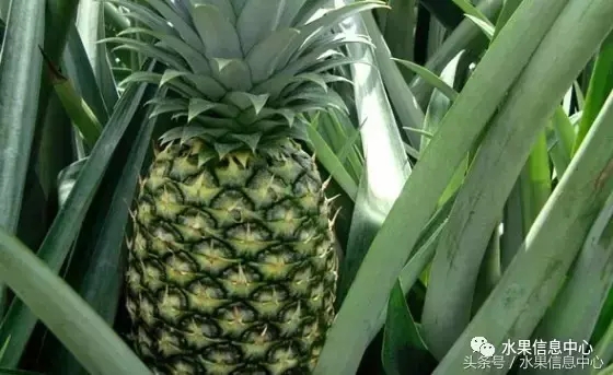 菠蘿的產地有哪些地方（菠蘿的產地和品種介紹）