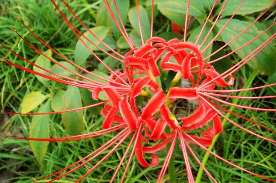 彼岸花的寓意和花語是什么(彼岸花的象征意義和特殊含義) 彼岸花的寓意和花語是什么(彼岸花的象征意義和特殊含義)