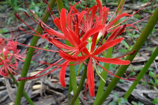 彼岸花的寓意和花語是什么(彼岸花的象征意義和特殊含義) 彼岸花的寓意和花語是什么(彼岸花的象征意義和特殊含義)