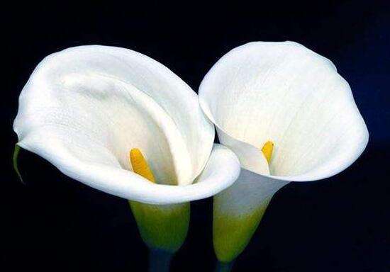 馬蹄蓮的花語和寓意是什么 馬蹄蓮代表什么象征意義(馬蹄蓮的寓意歌頌友情之美)