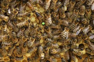 蜂王一般多少錢一只？