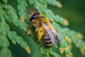 現在養蜜蜂還能賺錢嗎？