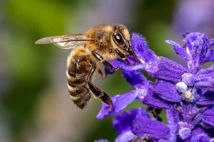 蜜蜂有哪些特點？
