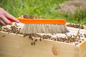 蜜蜂怎么養(yǎng)才不會(huì)逃跑？