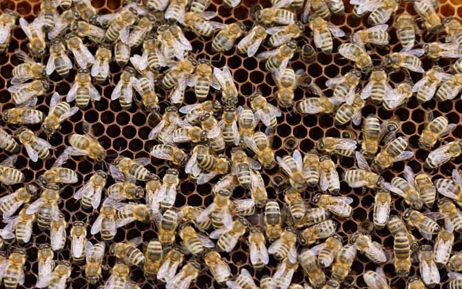 我國目前有多少群蜜蜂？