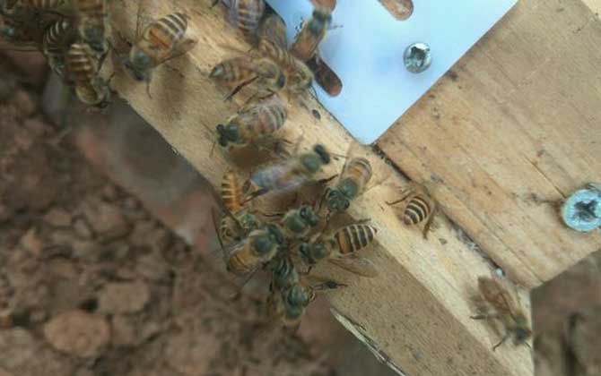 農(nóng)村土蜜蜂多少錢一箱？