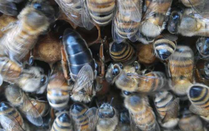 東北黑蜂有哪些優點？