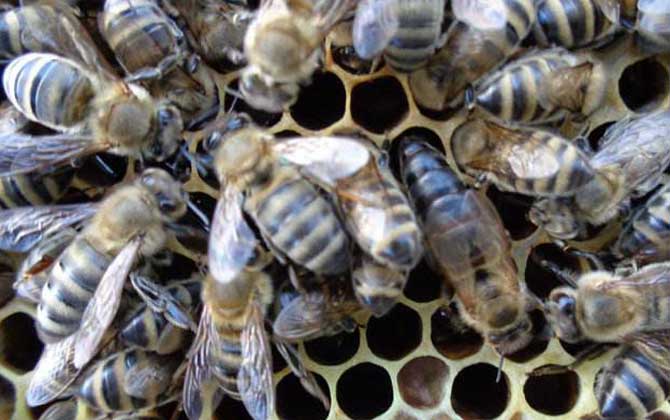 東北黑蜂有什么特點？