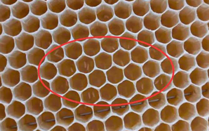 工蜂產(chǎn)卵后能活多久？