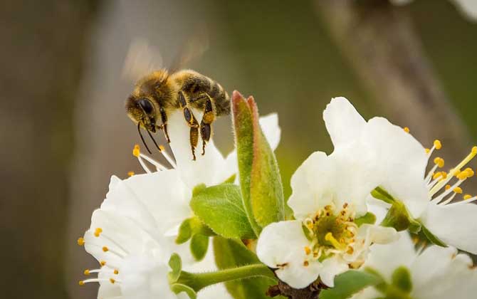 被蜜蜂蟄消腫小妙招及注意事項(xiàng)
