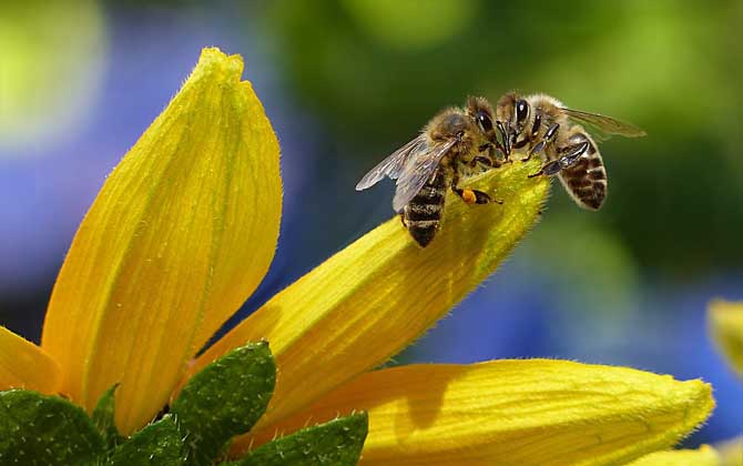 蜜蜂蟄了2天又腫又癢怎么辦？