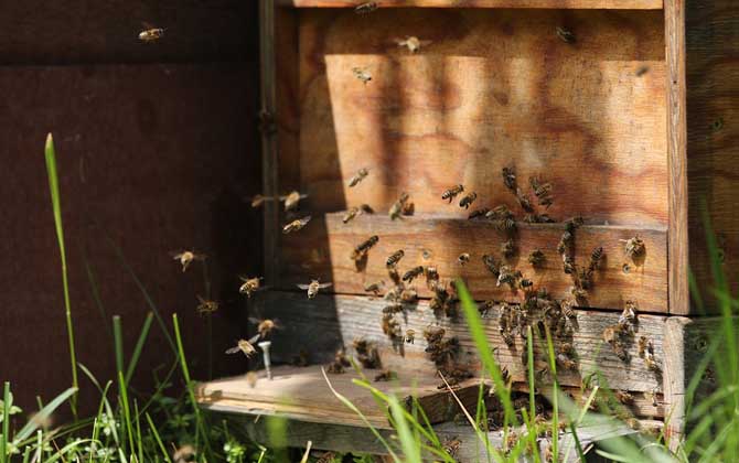 什么東西吸引蜜蜂快？