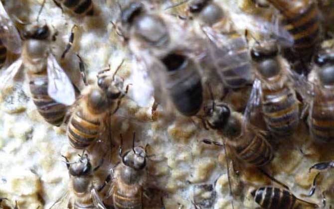 中蜂雙王群高效養(yǎng)殖技術