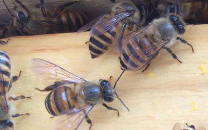 中蜂可不可以養雙王群？