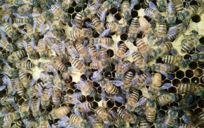 野蜜蜂怎么養(yǎng)它不會(huì)跑？