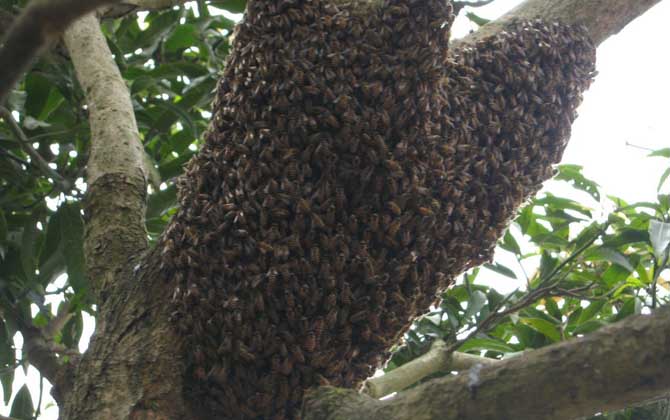 分蜂前幾小時預(yù)兆有哪些？