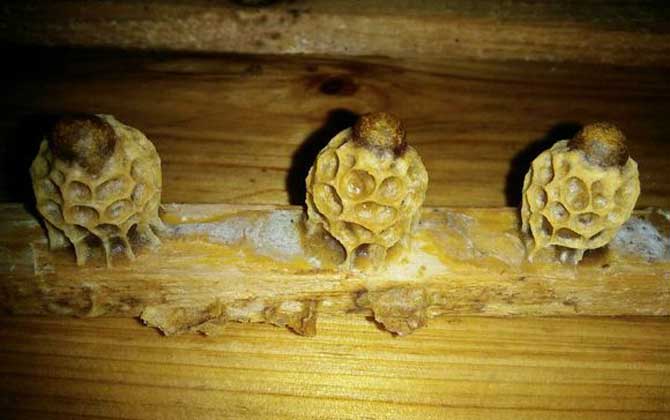 養蜂育王技術及注意事項