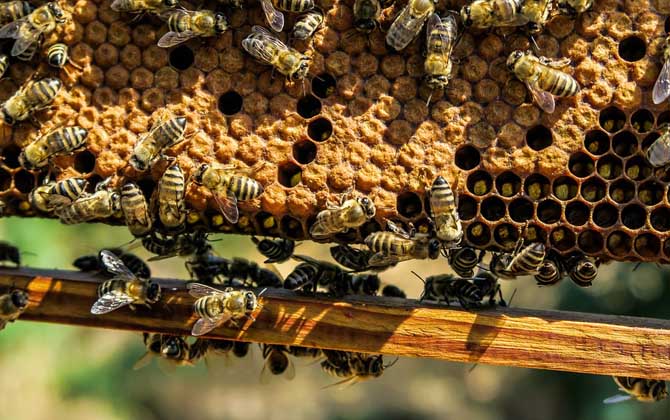 什么時候喂越冬蜂效果最好？