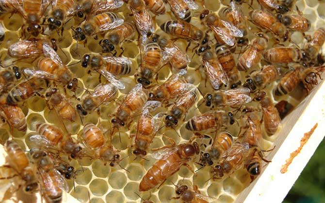 1脾蜂可以秋繁起來嗎？