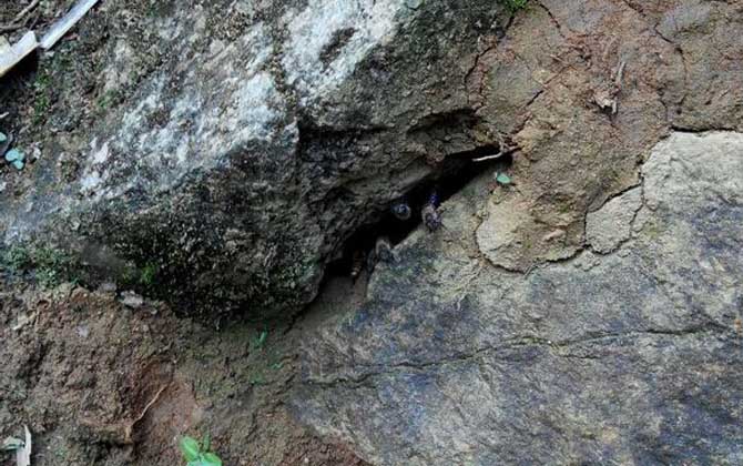 最牛誘蜂的訣竅及注意事項(xiàng)