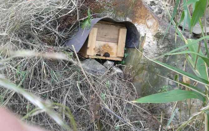 怎樣提高誘蜂箱的誘蜂力？