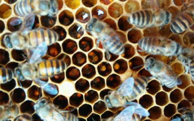 怎樣合并蜂群快速有效？