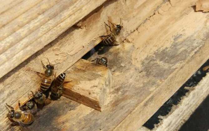 用什么東西誘蜂最快？