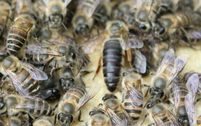 不到半脾蜂能發(fā)展起來(lái)嗎？