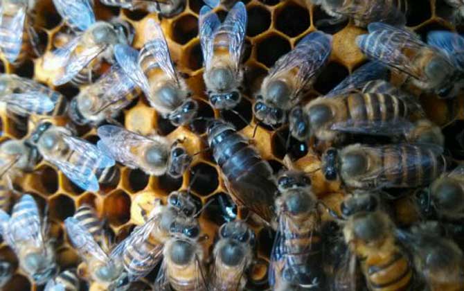 不足一脾蜂怎么快速繁殖？