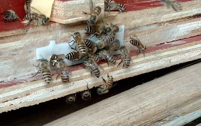 新收蜜蜂要喂幾天糖水？