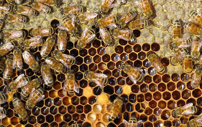 雙王群會不會導致分蜂？