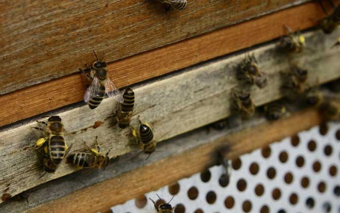 廣東蜜蜂秋繁什么時(shí)候開始？