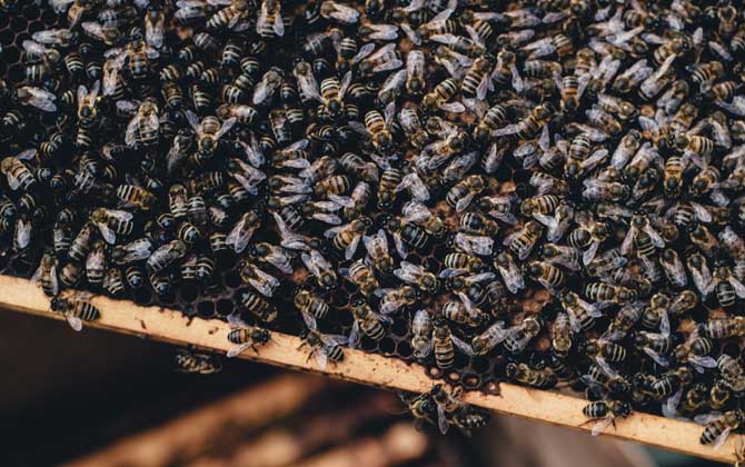 合并蜂群多久可以穩(wěn)定下來？