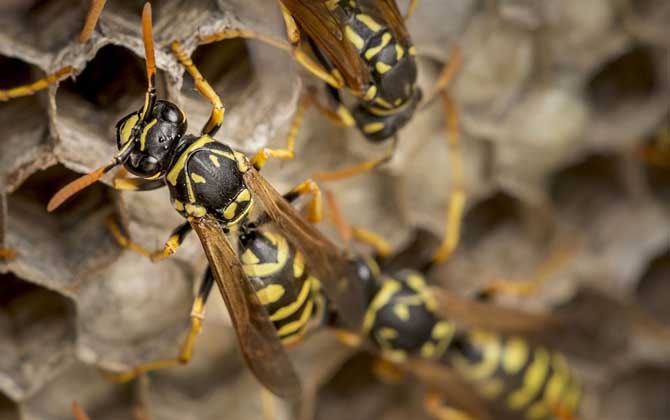 被馬蜂蟄了找不到毒刺？你可能搞錯了，馬蜂蟄人后不會留下毒刺！