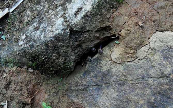 怎么收捕洞中的野生蜜蜂？試試這個方法，輕松就將它們收捕回家！