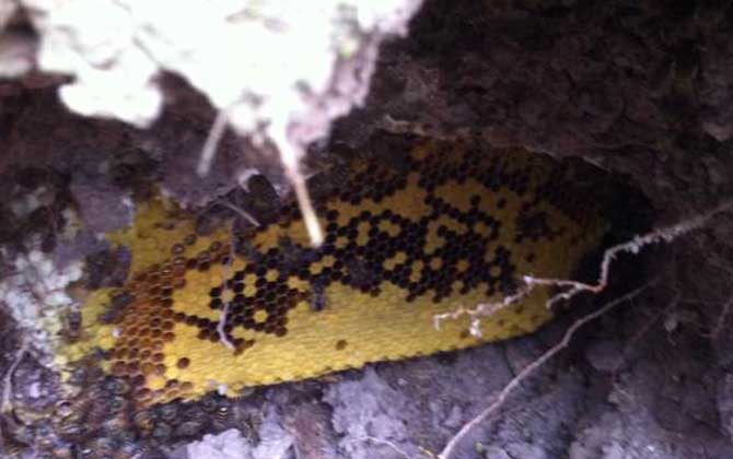 野生蜜蜂窩雖然隱秘，觀察蜜蜂這些行為，要找到它們也不是難事！