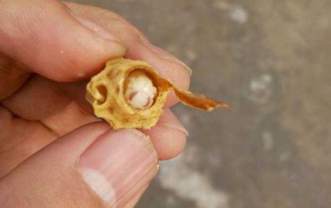 王臺是蜂王的巢房，大致有這三種，了解它們對養蜂生產極為有利！